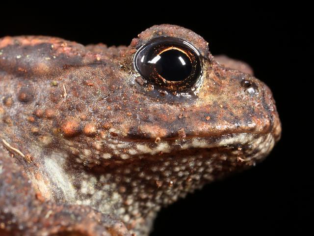 Bufo bufo Common Toad Amphibian Images