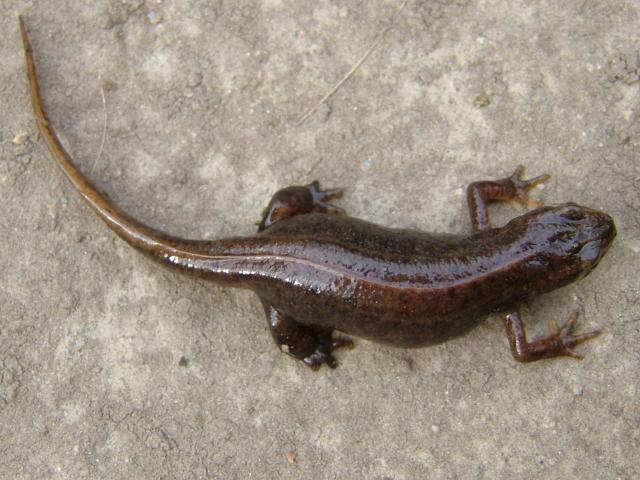 Triturus helveticus Palmate Newt images