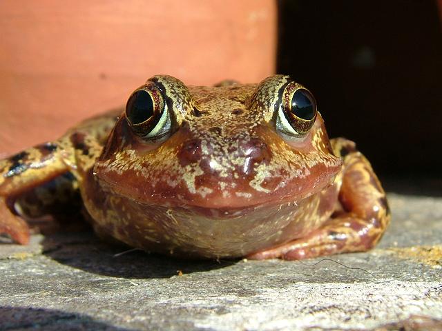 Rana temporaria Common Frog Amphibian Images