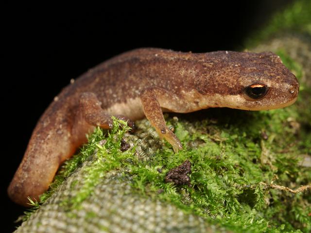 Triturus helveticus Palmate Newt Images