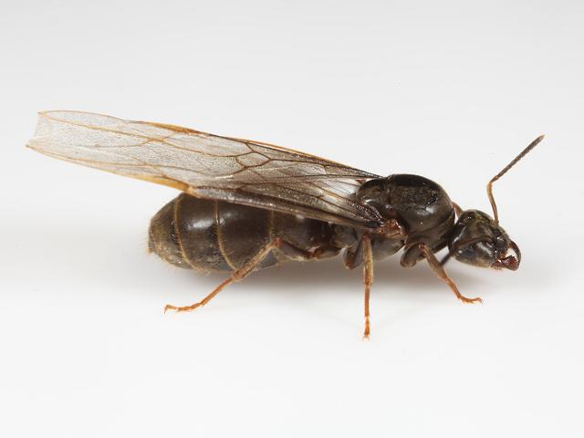 Lasius niger Common Black Garden Ant Hymenoptera Images