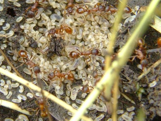 Myrmica rubra Common Red or Euroean Fire Ant Ants Hymenoptera Images