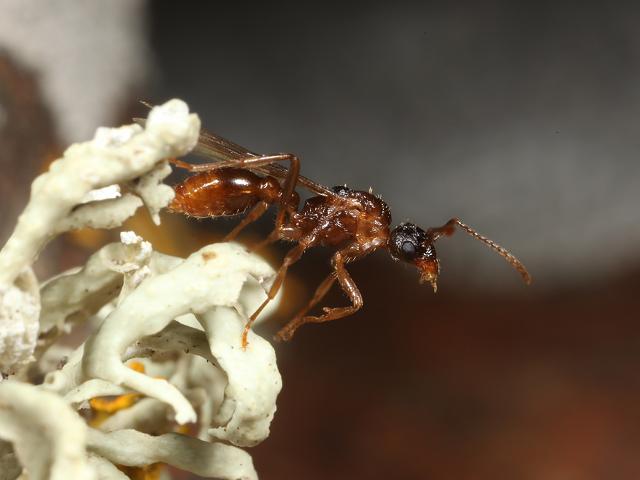 Ant Hymenoptera Images