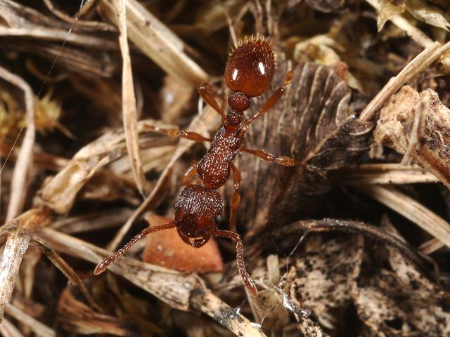 Ant Hymenoptera Images