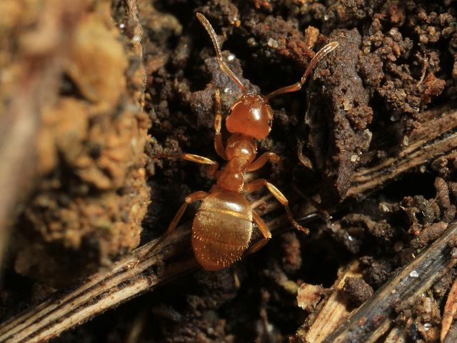 Ant Hymenoptera Images