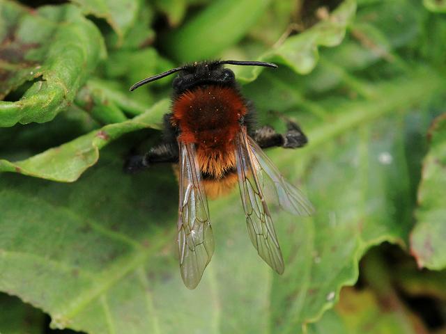 Andrena fulva Tawny Mining Bee Hymenoptera Images