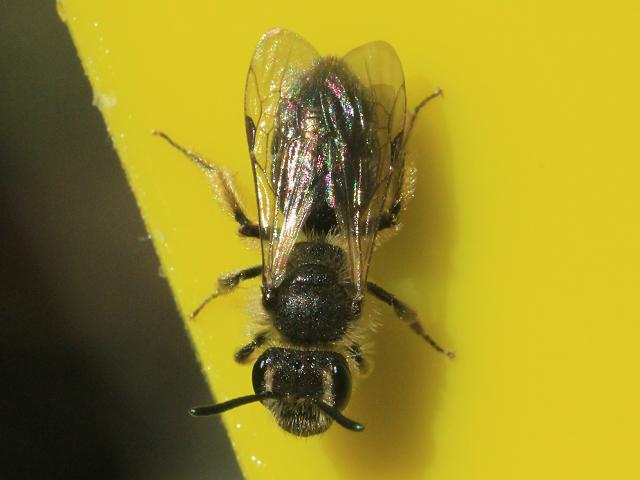 Andrena species Mining Bee Hymenoptera Images