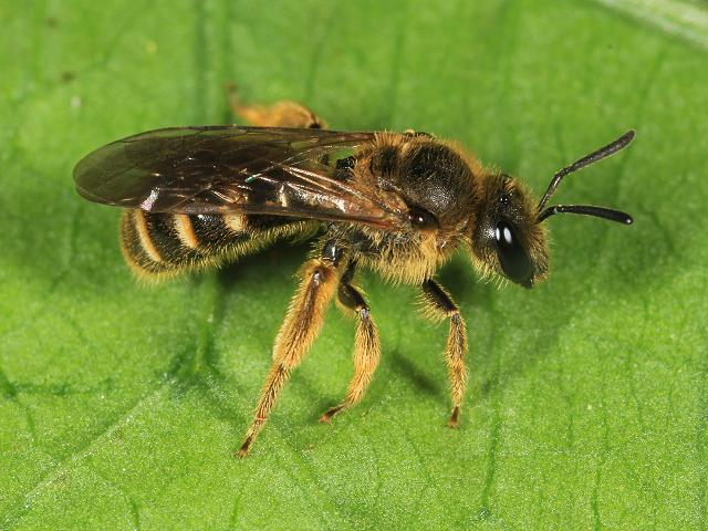 Andrena species Mining Bee Hymenoptera Images