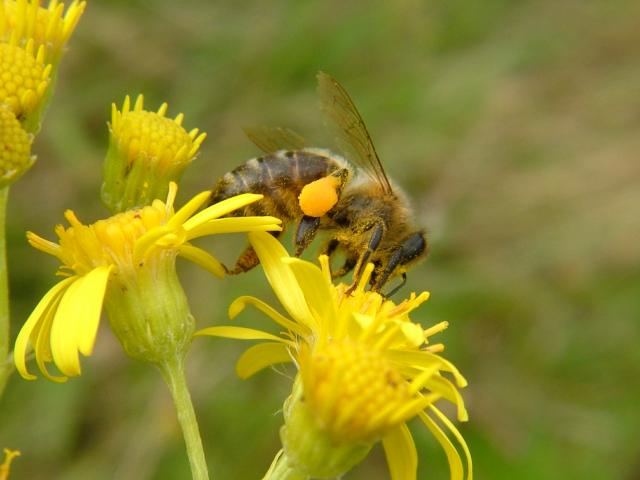 Apis mellifera Honey Bee Bees Hymenoptera Images