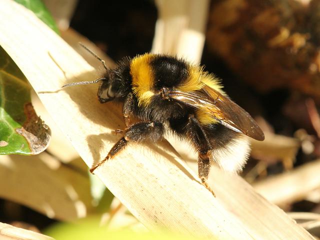 Bombus hortorum Garden Bumblebee Hymenoptera Images
