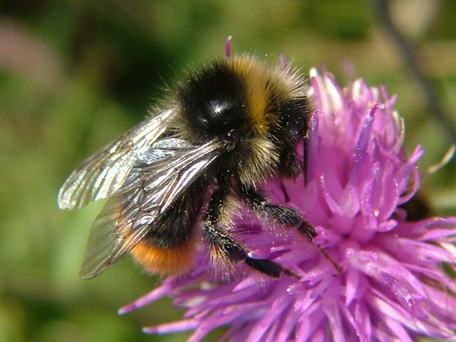 Bombus lapidarius Red Tailed Bumblebee Bees Hymenoptera Images