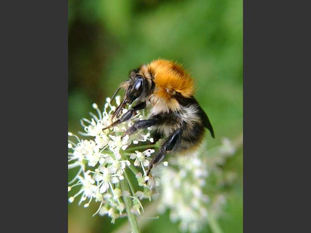 Bombus pascuorum Common Carder Bee Bees Hymenoptera Images