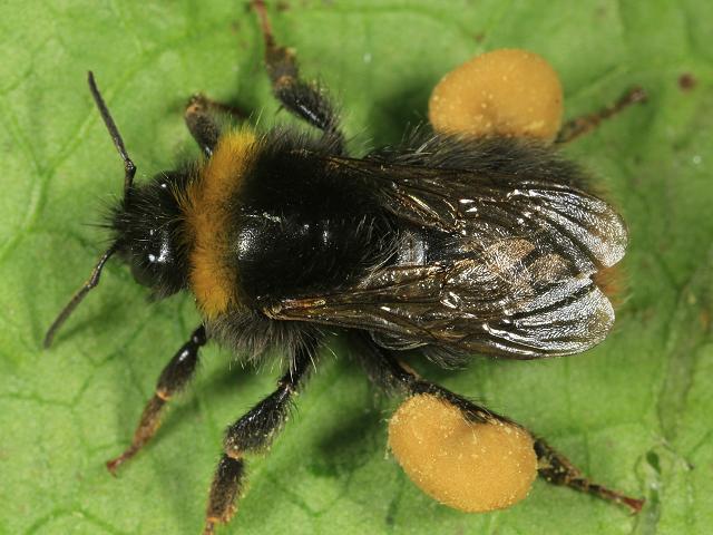 Bombus pratorum Early Bumblebee Bees Hymenoptera Images