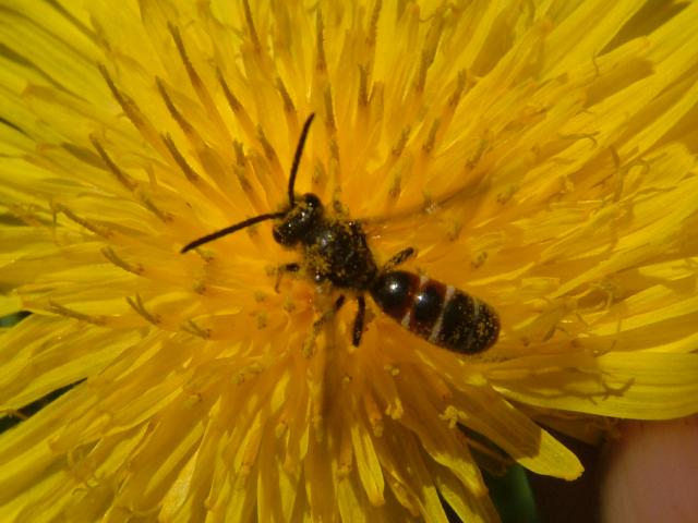 Lasioglossum species A Sweat or Solitary Bee Bees Hymenoptera Images