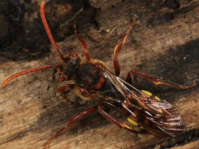 Nomada flava Nomad Cuckoo Bee Hymenoptera Images