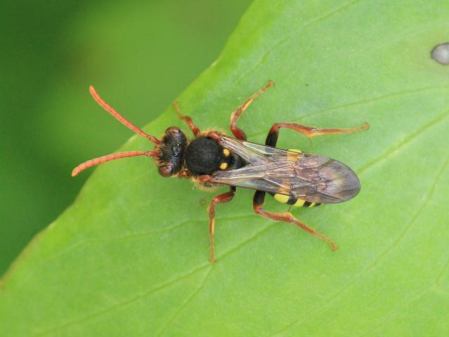 Nomada marshamella Nomad Cuckoo Bee Hymenoptera Images