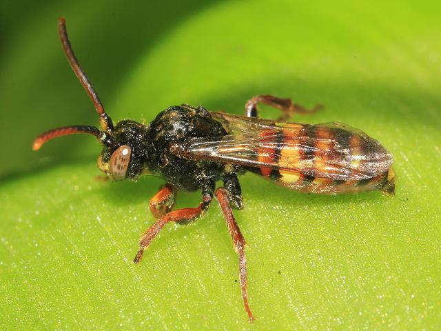 Nomada ruficornis Nomad Cuckoo Bee Hymenoptera Images