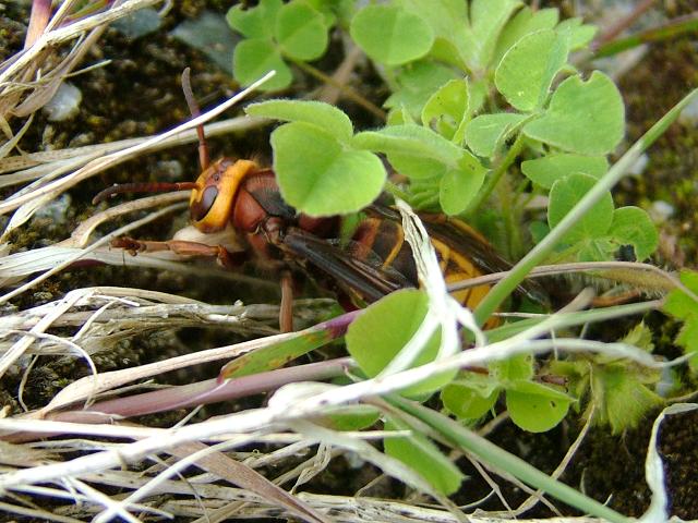Vespa crabro European Hornet Hymenoptera Images