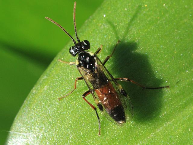 Arge cyanocrocea A Sawfly Sawfly Hymenoptera Images