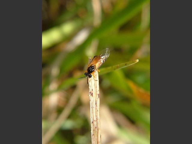 Arge cyanocrocea Sawfly Hymenoptera Images