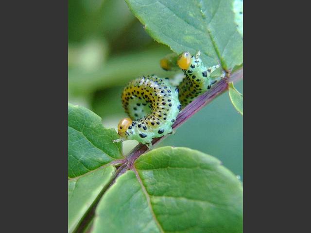 Arge ochropus Rose Sawfly Sawfly Hymenoptera Images