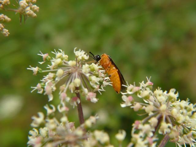 Athalia rosae Turnip Sawfly Hymenoptera Images