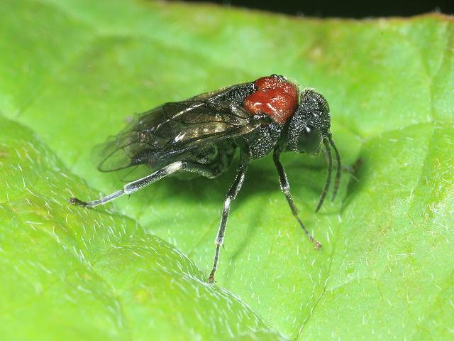 Eriocampa ovata Woolly Alder Sawfly Hymenoptera Images