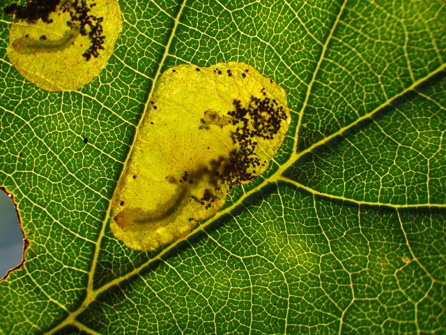 Fenusa dohrnii Leaf Mining Sawfly Alnus glutinosa Common Alder Hymenoptera Images
