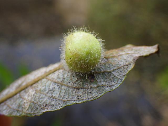 Pontania pedunculi Leaf galls causing Sallow Pea Gall Sawfly on Willow Hymenoptera Images