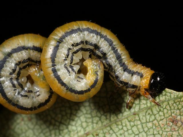 Hemichroa crocea Striped Alder Sawfly Hymenoptera Images