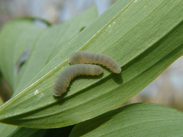 Phymatocera aterrima Solomans Seal Sawfly Hymenoptera Images