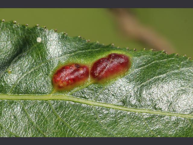Pontania proxima Red Leaf Gall on Willow Hymenoptera Images