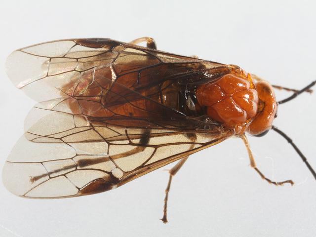 Sawfly Hymenoptera Images