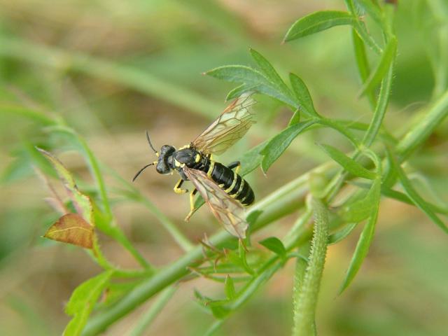 Tenthredo scrophulariae Figwort Sawfly Hymenoptera Images