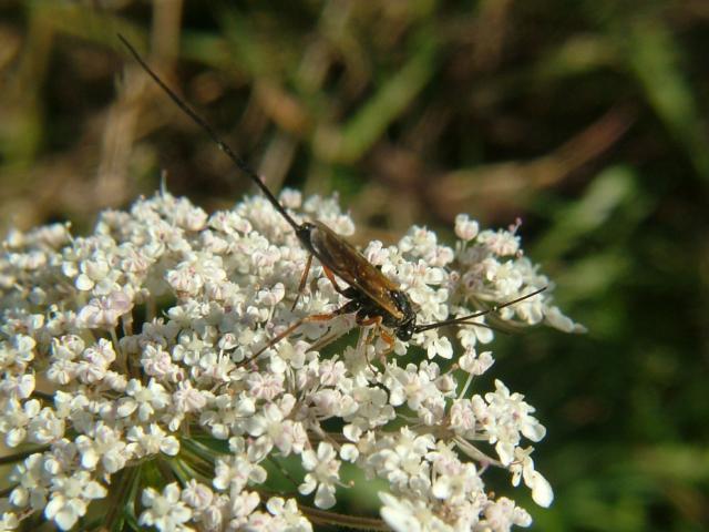 Photographic Stock Image Library Page for Wasp images in need of Identification Wasps Hymenoptera Images