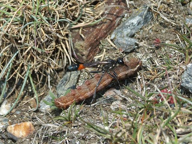 Ammophila sabulosa Sand Wasp Wasps Hymenoptera Images
