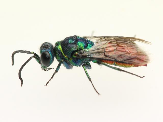 Chrysis species Jewel Wasp Metallic Hymenoptera Images