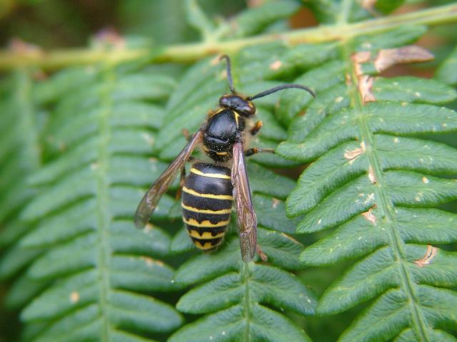 Dolichovespula saxonica Saxon Wasp Wasps Hymenoptera Images