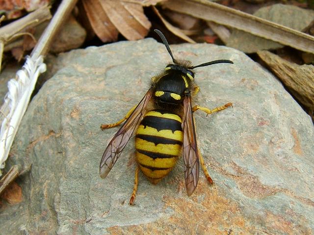 Dolichovespula sylvestris Tree Wasp Wasps Hymenoptera Images