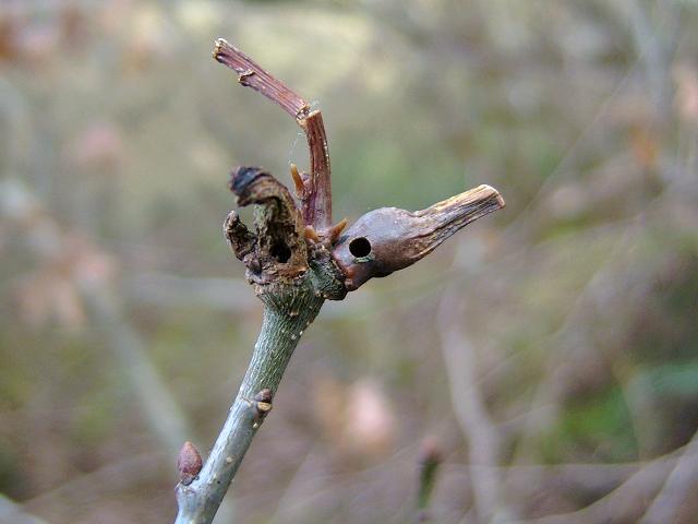 Andricus aries Ramshorn Gall Wasp Hymenoptera Images