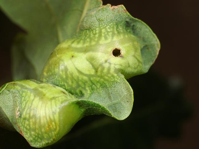 Andricus curvator Oak Leaf Gall Wasp Hymenoptera Images