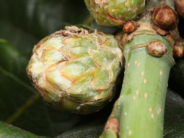Andricus fecundator Oak Hop Gall or Artichoke Gall Wasp Hymenoptera Images