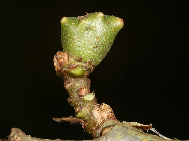 Andricus infectorius oak gall Wasp Hymenoptera Images