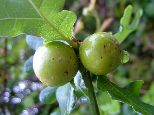 Andricus kollari Oak Marble Gall Wasp Hymenoptera Images
