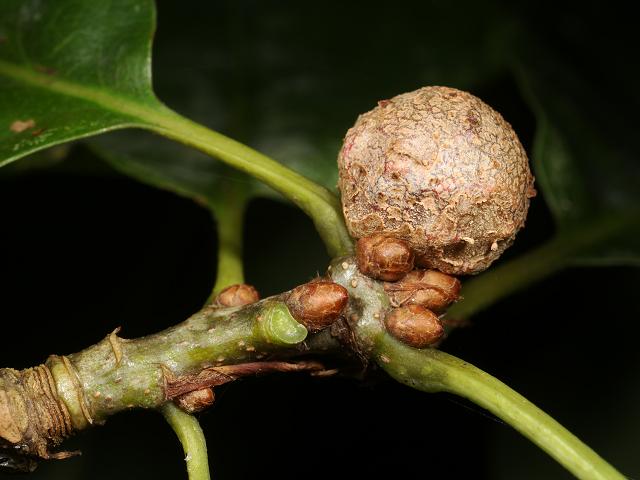 Andricus lignicola Cola nut gall Like oak marbles Wasp Hymenoptera Images