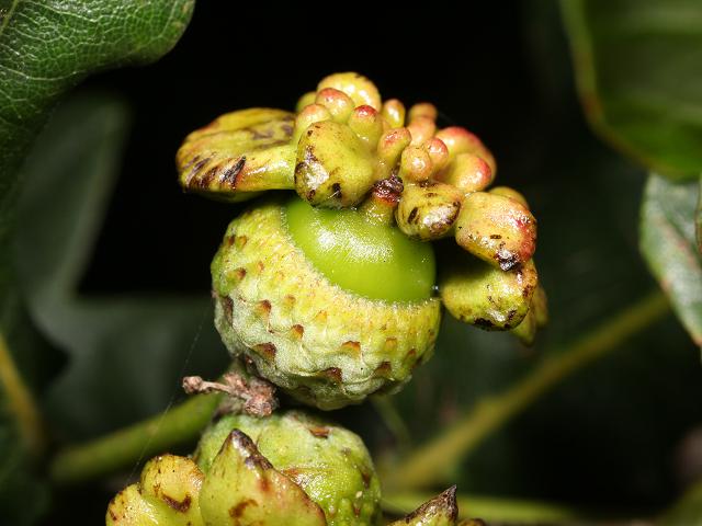 Andricus quercuscalicis Acorn Knopper Gall Wasp Hymenoptera Images