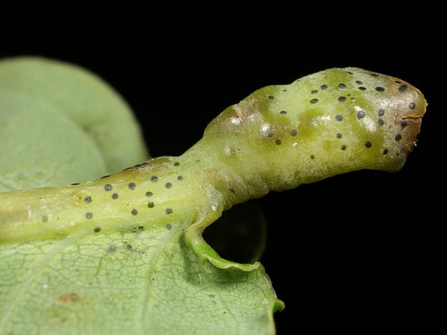 Andricus quercusradicis Quercus robur Truffle gall Wasp Hymenoptera Images