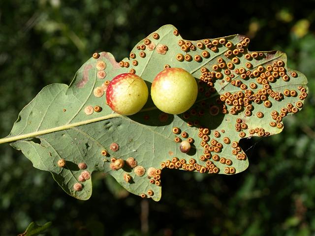 Cynips quercusfolii Cherry gall wasp Hymenoptera Images