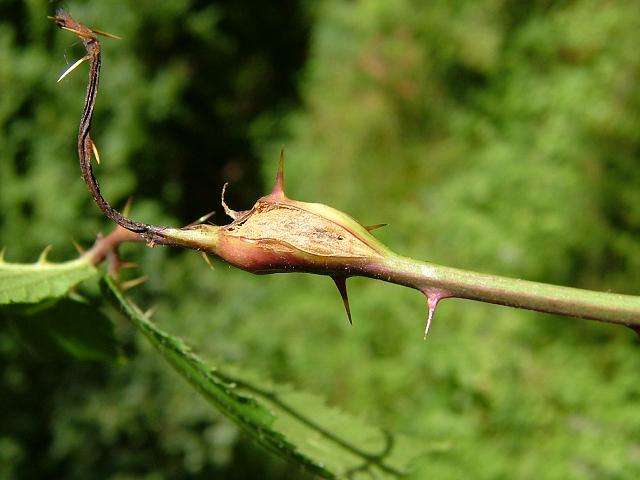 Diastrophus rubi Bramble stem gall Wasp Hymenoptera Images