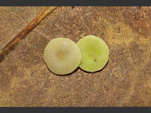 Neuroterus albipes Smooth Spangle Gall Wasp Hymenoptera Images